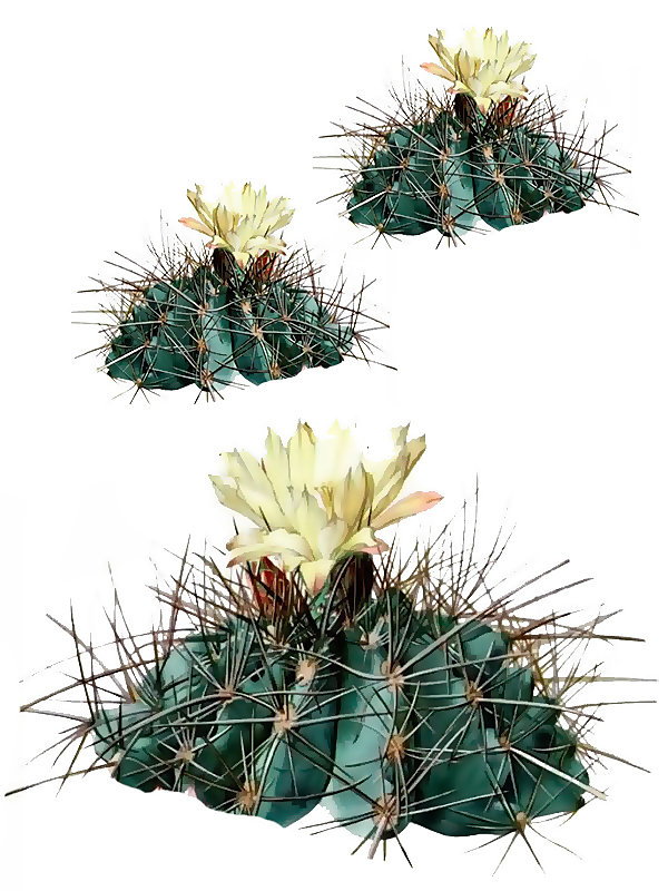 Ferrocactus hamatacanthus