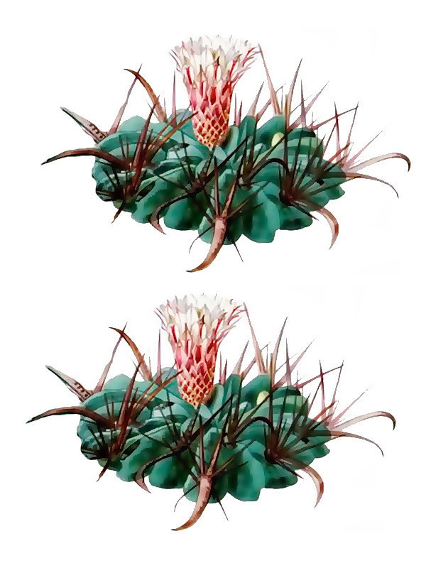 Ferrocactus latispinus