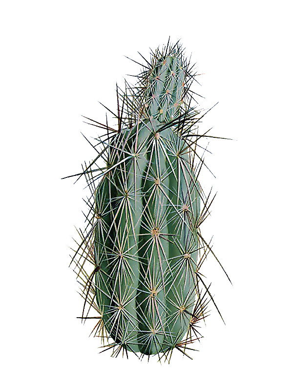 Grusonia bradtiana