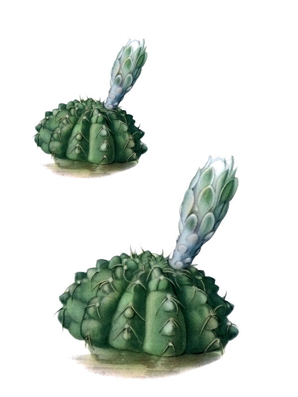 Gymnocalycium platense