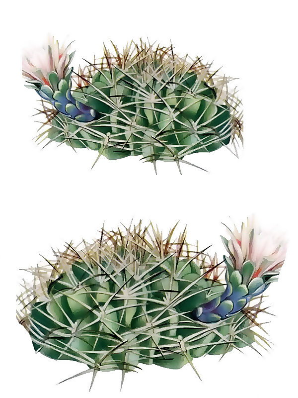 Gymnocalycium schikendantzi