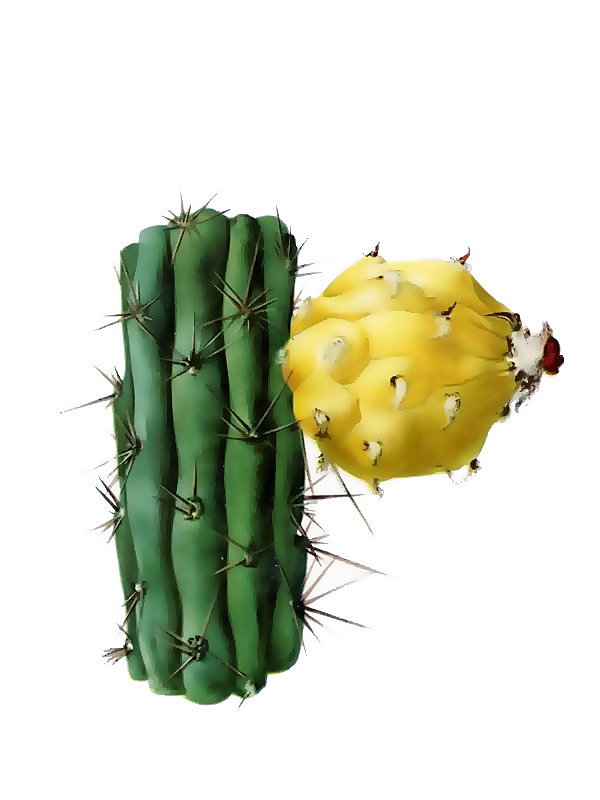 Harrisia gracilis