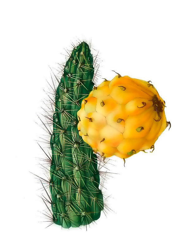 Harrisia portoricensis