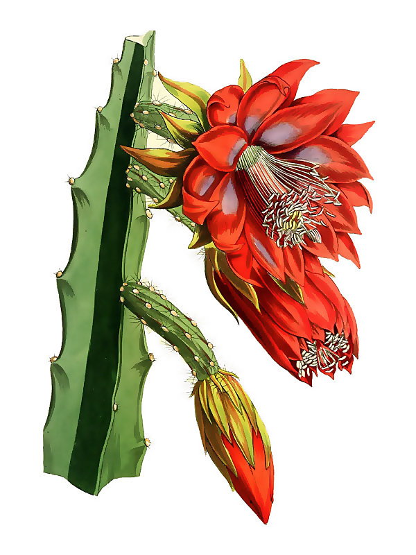 Heliocereus speciosus