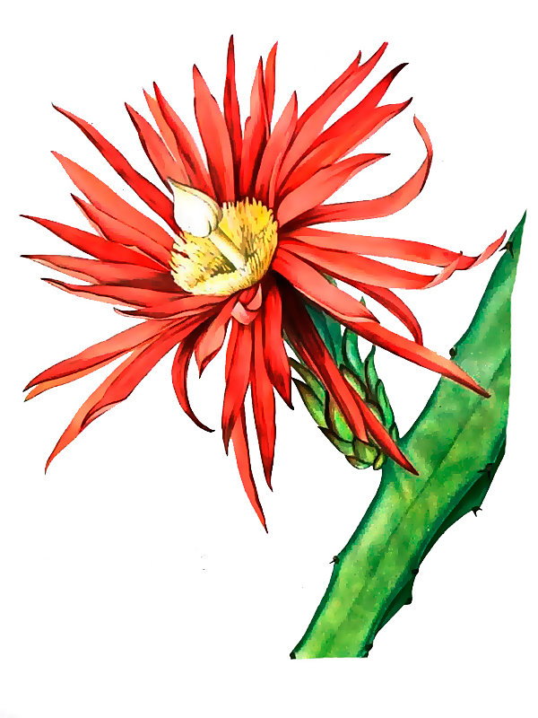 Hylocereus stenopterus