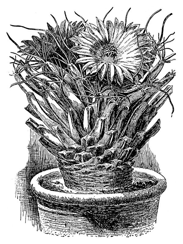 Leuchtenbergia principis