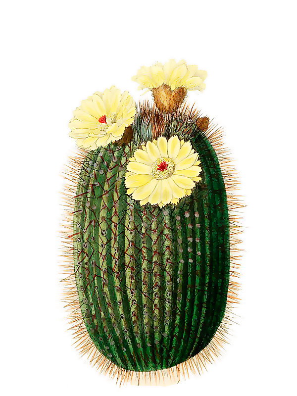 Malacocarpus scopa
