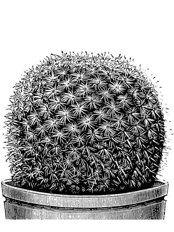 Mammillaria haageana