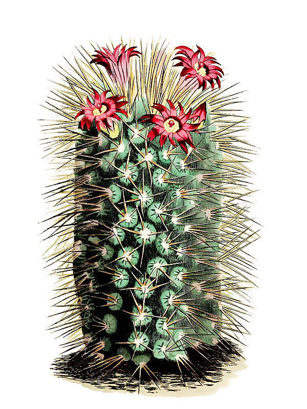 Mammillaria pulchra