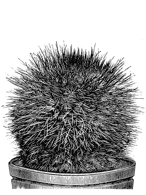 Mammillaria sanguinea