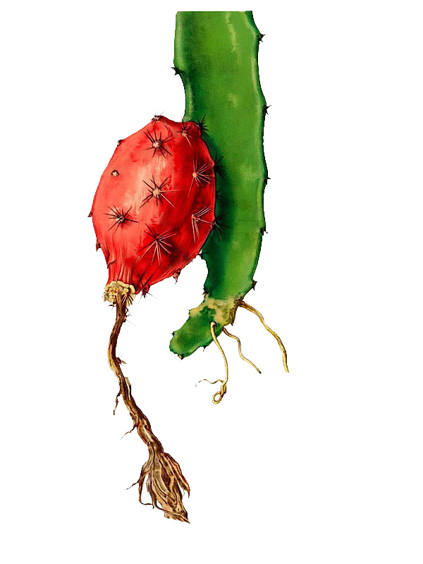 Mediocactus coccineus