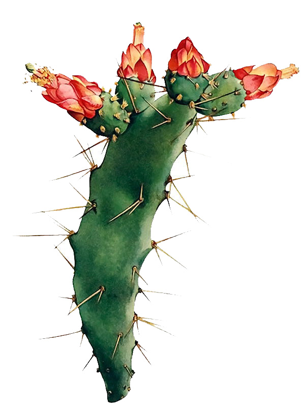 Nopalea auberi