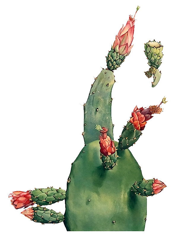 Nopalea cochenillifera