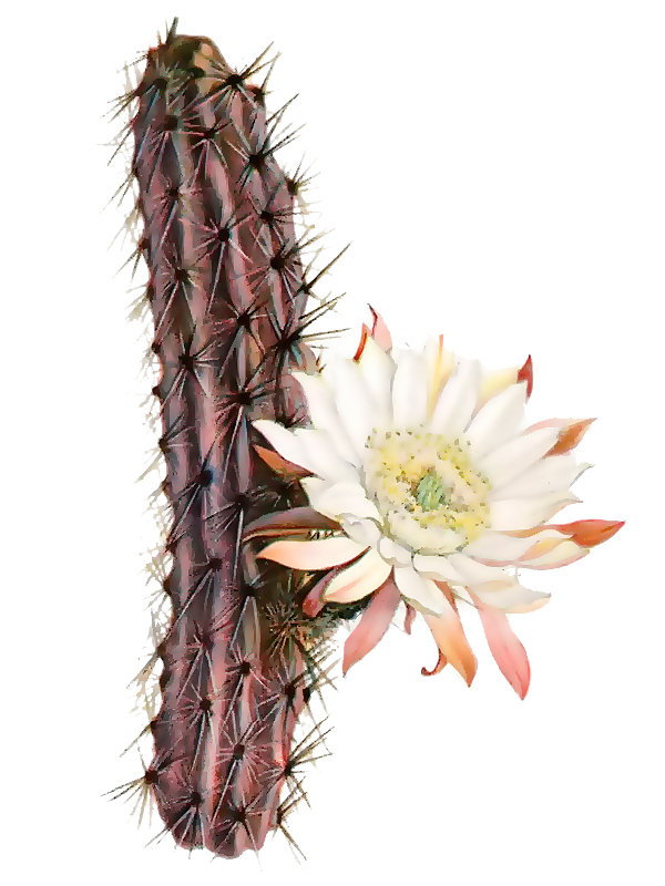 Nyctocereus guatemalensis