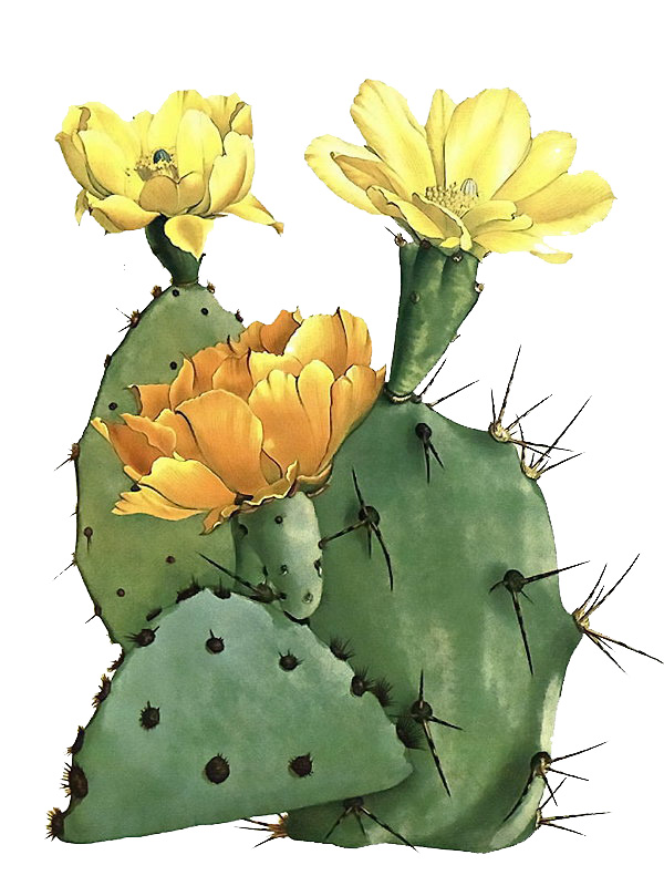 Opuntia aciculata