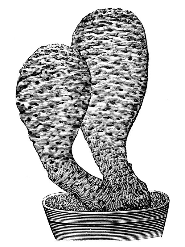 Opuntia basilaris