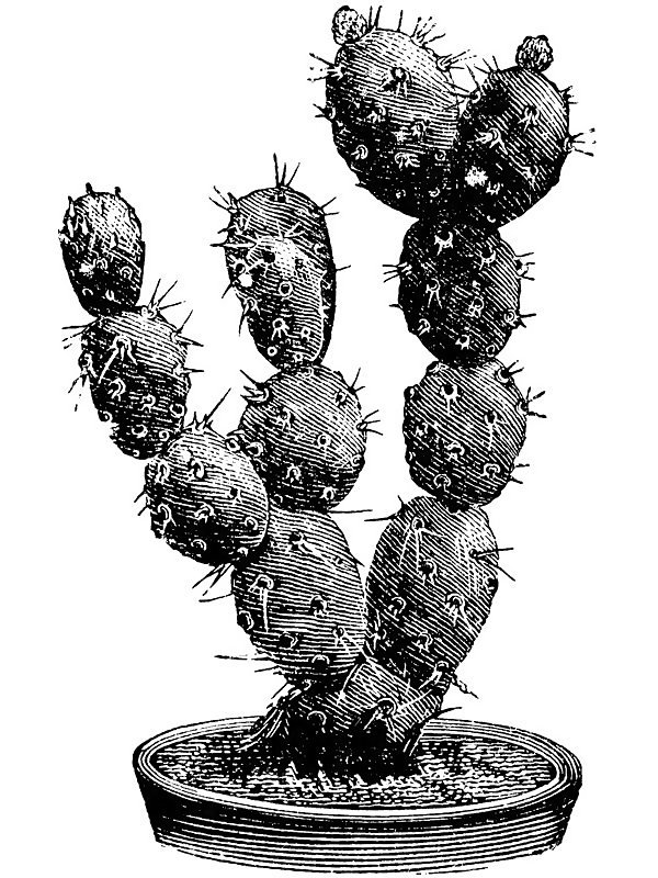 Opuntia boliviana