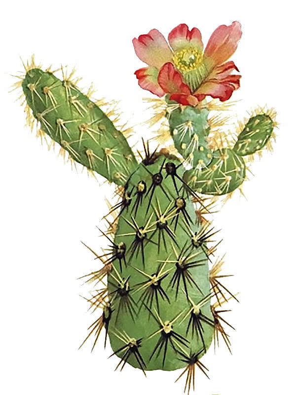 Opuntia burrageana