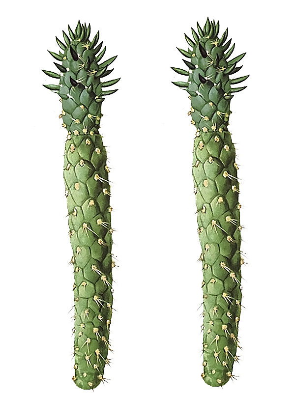 Opuntia cylindrica