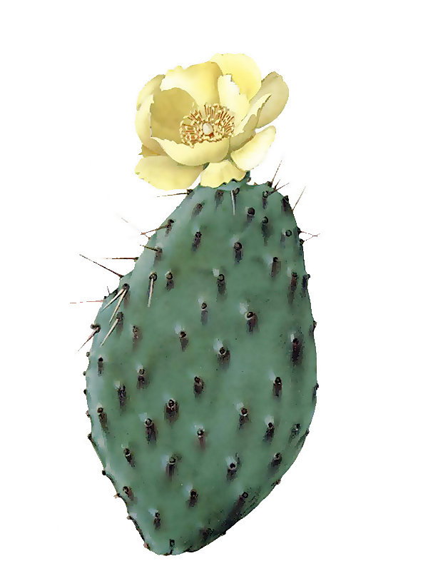 Opuntia decumbens