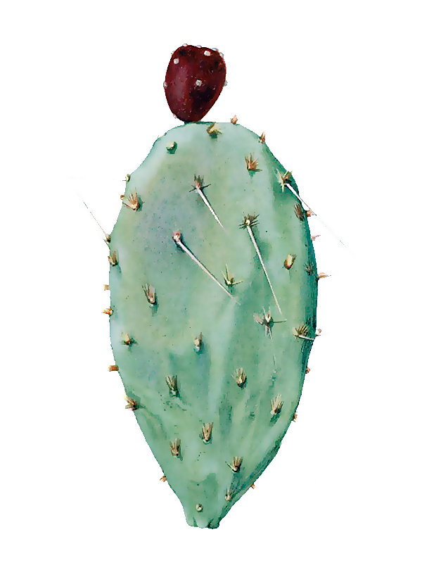 Opuntia decumbens