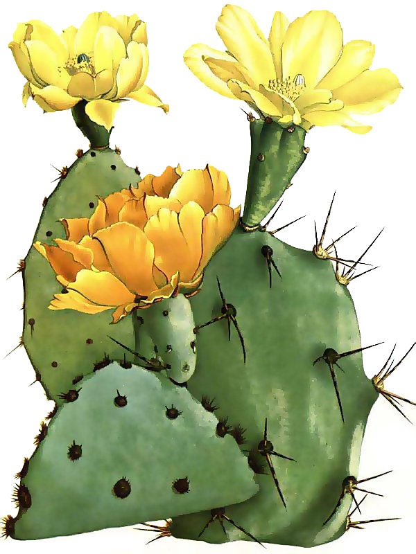 Opuntia dillenii