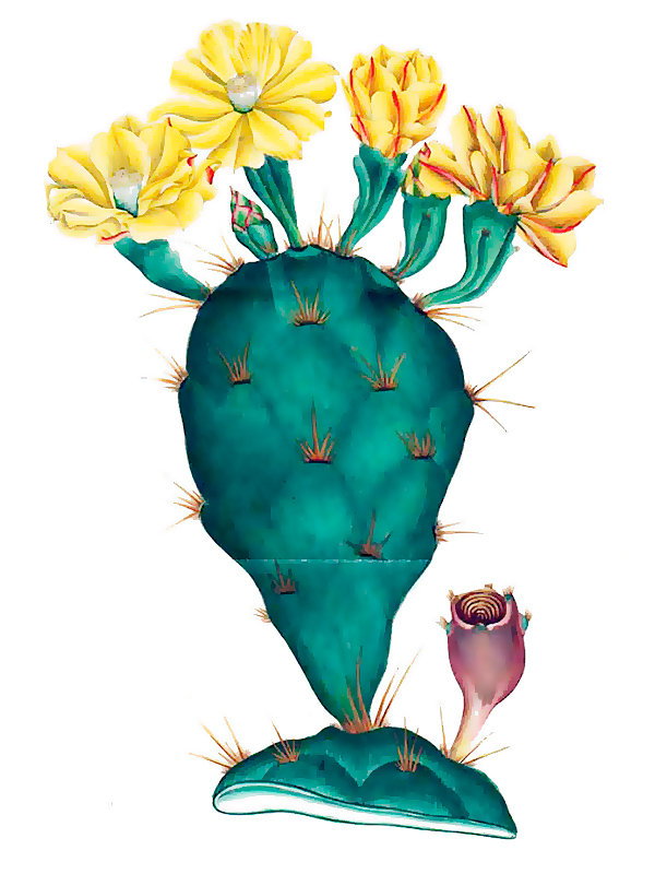 Opuntia dillenii