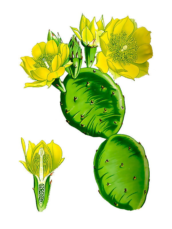 Opuntia dillenii