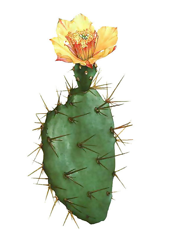 Opuntia eliator