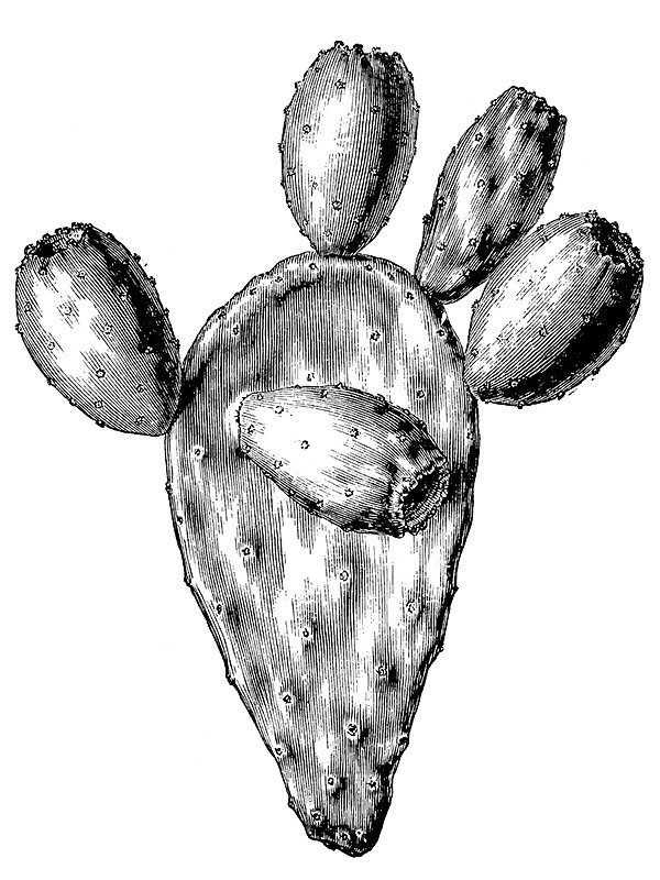 Opuntia ficus-indica