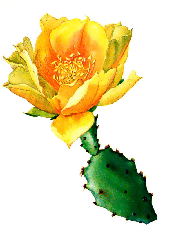 Opuntia fuscoatra