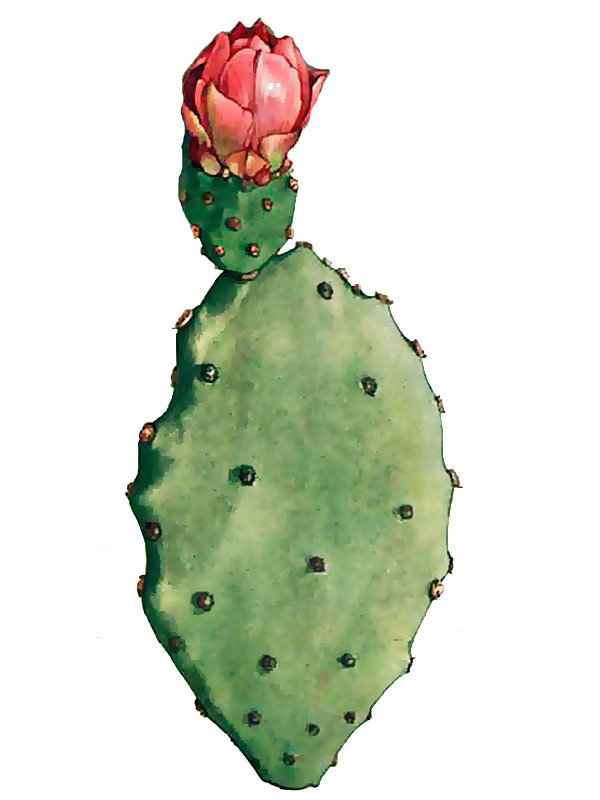 Opuntia holdinghii