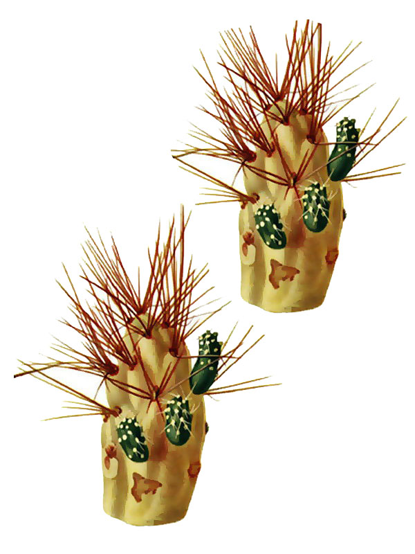 Opuntia ignescens