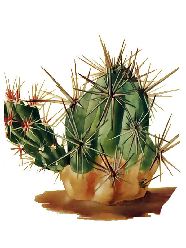 Opuntia invicta