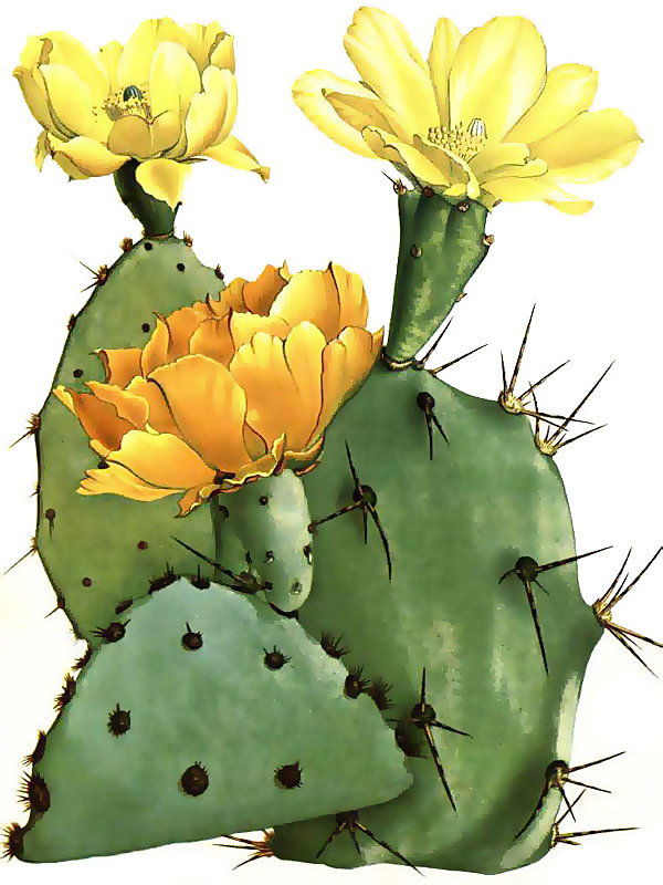 Opuntia laevis