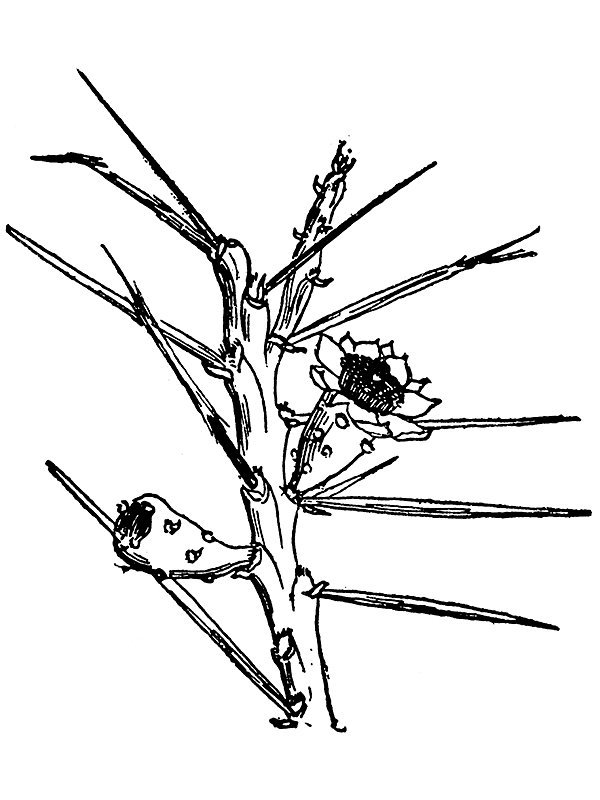 Opuntia leptocaulis