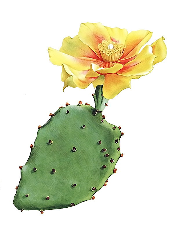 Opuntia macrorhiza