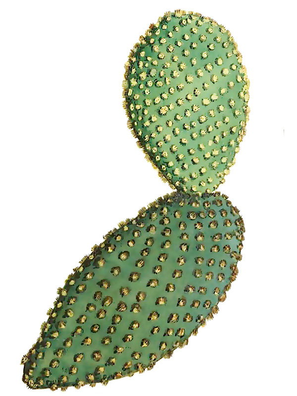 Opuntia microdasys