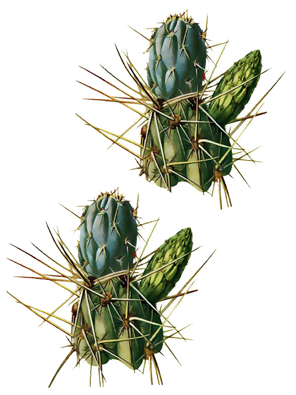 Opuntia miquelii
