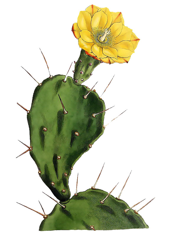 Opuntia monocantha
