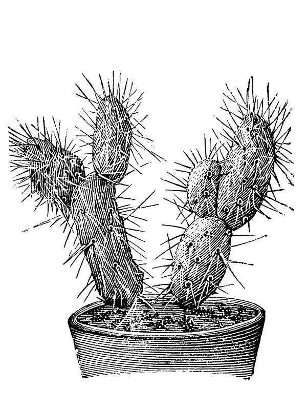 Opuntia platyacantha
