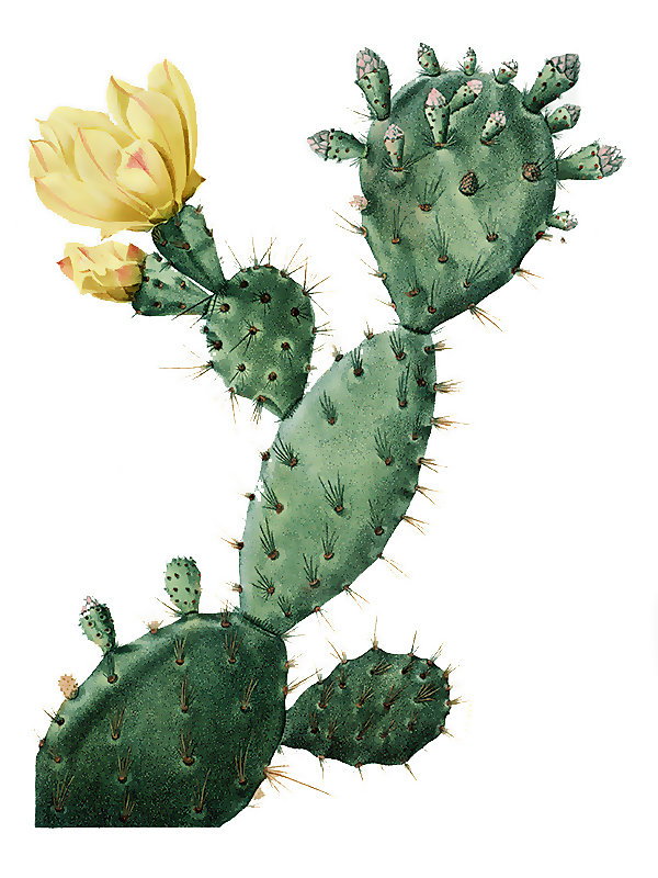 Opuntia polyanthos