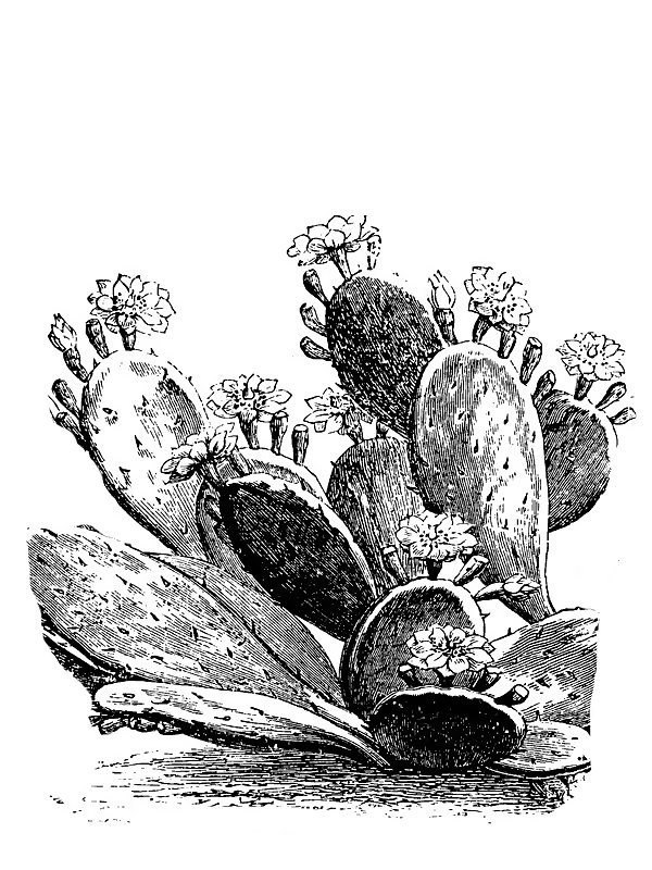 Opuntia rafinesquii