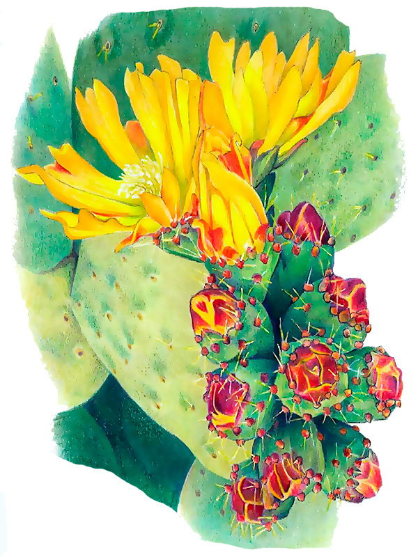 Opuntia robusta