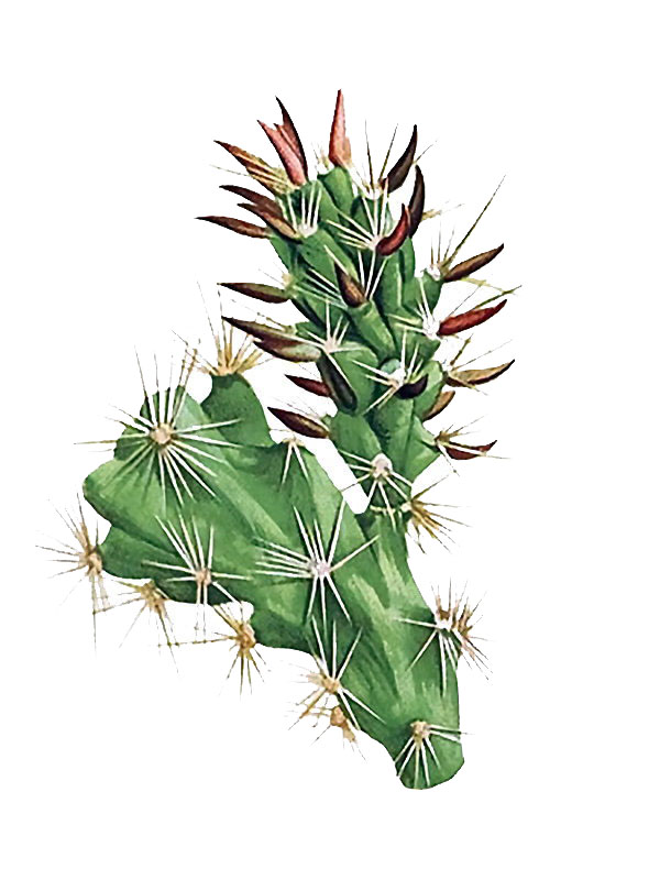 Opuntia stanlyi
