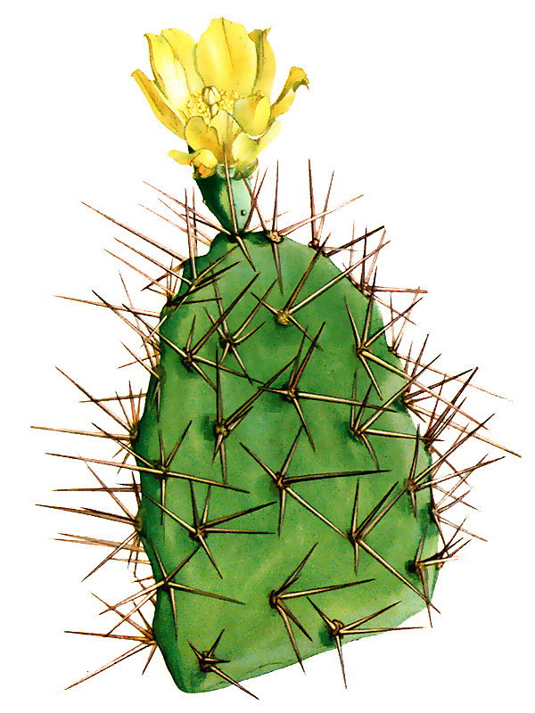 Opuntia sulphurea