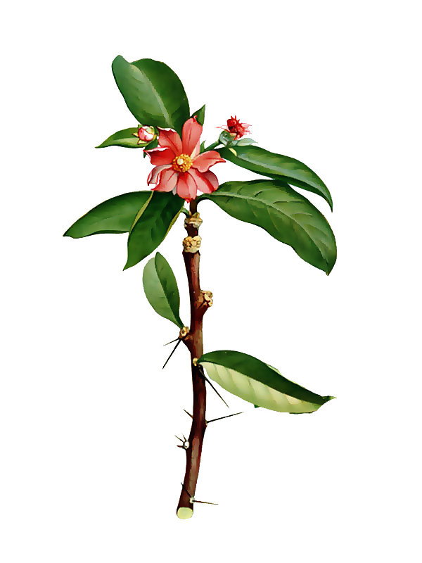 Pereskia grandiflora