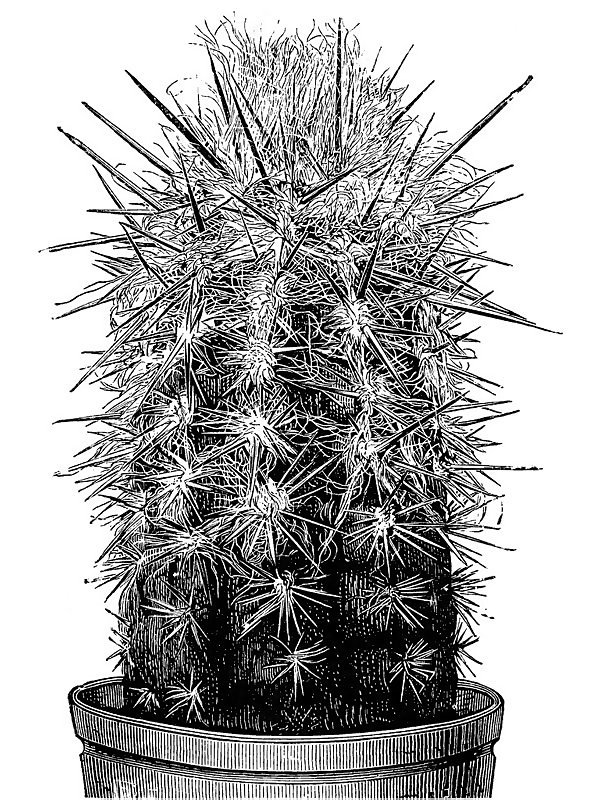 Pilocereus brunnowii