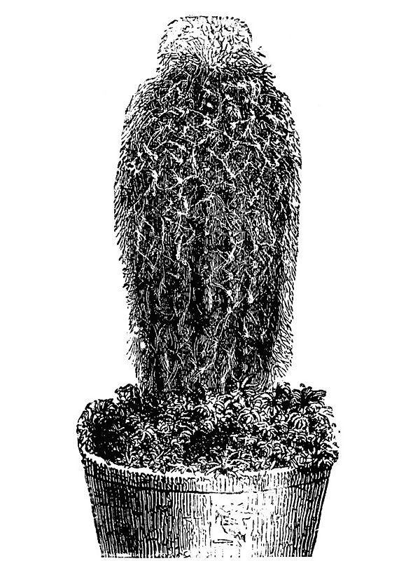 Pilocereus dautwitzii
