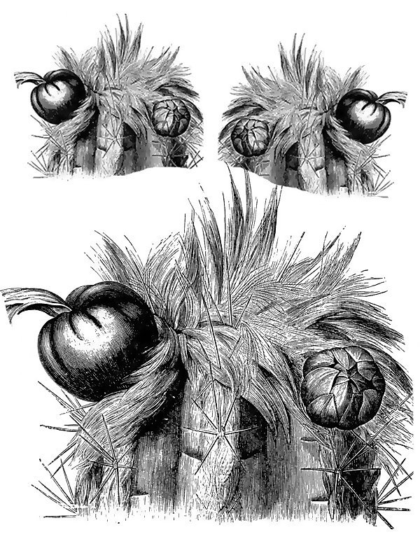 Pilocereus houlletii